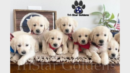 Golden-Retriever-Puppies-Tennessee