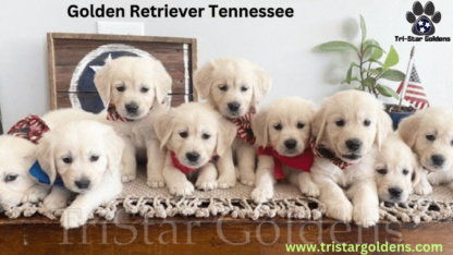 Golden-Retriever-Tennessee