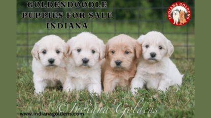 Goldendoodle-Puppies-For-Sale-Indiana