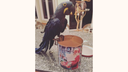 Hyacinth-Macaws-in-Australia