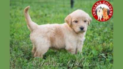 Mini-Goldendoodle-Puppies-Indiana