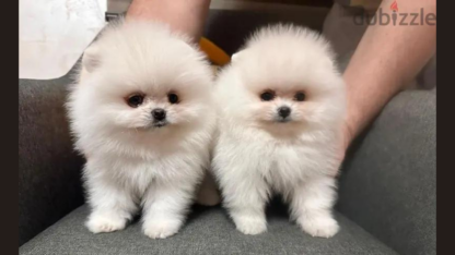 Pomeranian-Puppy-For-Sale