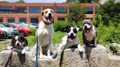 Understanding-Leash-Reactivity-in-Dogs-SolidK9Training