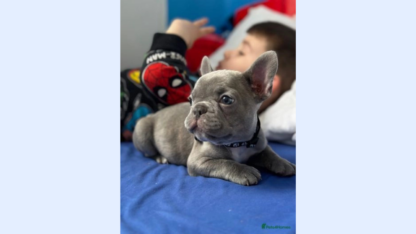 2-VACINES-QUALITY-FRENCH-BULLDOG-PUPS