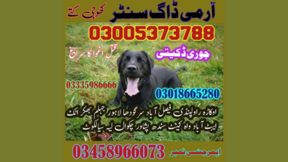 ARMY-DOGS-IN-KOHAT
