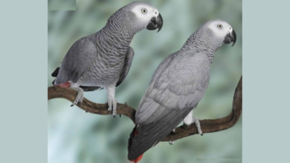 African-Grey-Parrots-with-Shipping-USA