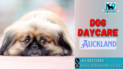 Dog-Daycare-Auckland