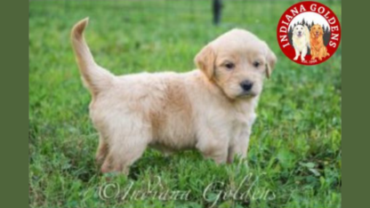 English-Cream-Mini-Goldendoodle-Puppies