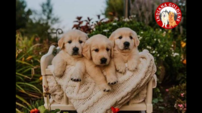 English-Golden-Retriever