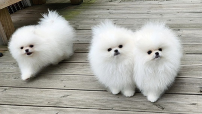 KC-White-Pomeranian