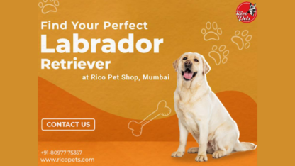 Labrador-Retriever-Rico-Pet-Shop-Mumbai