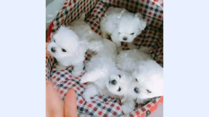 Maltese-Puppies