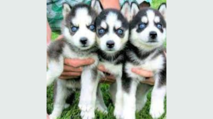 Siberian-Husky-Puppies-Available