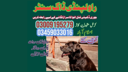 Top-Army-Dog-Center-Chakwal