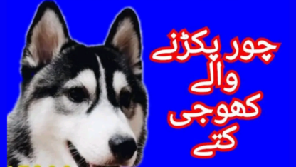 Army-Dog-Centre-Karachi