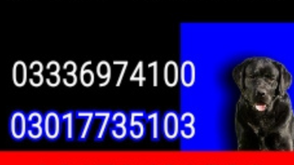 Army-Dog-Centre-Lahore