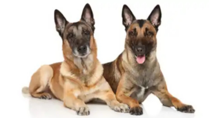 Belgian-Shepherd-Dogs-Only-450-Dollar
