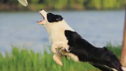 Border-Collie-Dogs-Only-300-Dollar