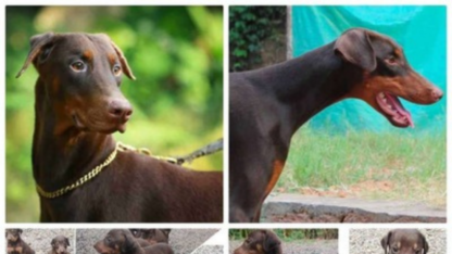 Doberman-Pinscher-Puppies-For-Sale-in-Vijayawada