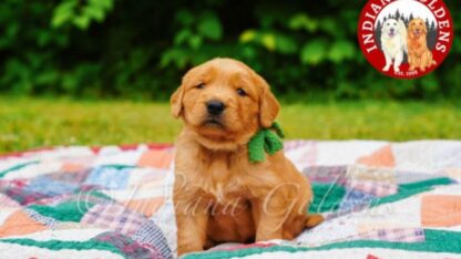 English-Golden-Retriever-1