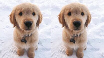 Golden-Retrivers-Puppy-in-Florida