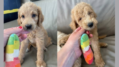 Goldendoodles-Puppies-in-California