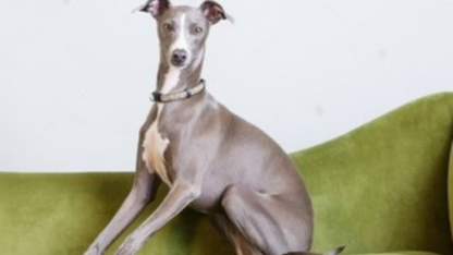 Greyhound-Puppies-For-Sale-in-Vijayawada