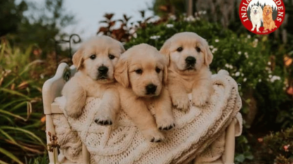 Indiana-Golden-Retriever-Puppies