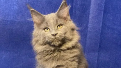 Maine-Coon-Cats-For-Sale-Near-Michigan
