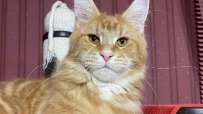 Maine-Coon-Kittens-For-Adoption-in-Hong-Kong