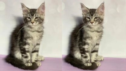 Maine-Coon-Kittens-For-Sale-Near-Michigan