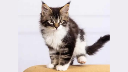 Maine-Coon-Kittens-For-Sale-Near-Ohio
