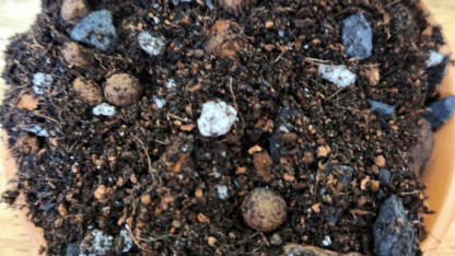 Online-Orchid-Supplies