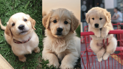 Pet-For-Sell-and-Rehoming-in-California