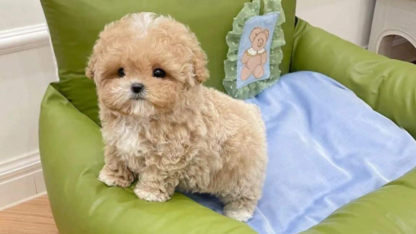 Poodle-Puppies-For-Adoption-in-New-York
