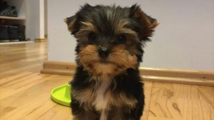 Puppies-For-Sale-in-Mexico