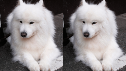 Purebred-Samoyed-Puppies