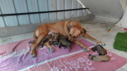 Rhodesian-Ridgeback-Puppies-For-Sale-in-Coimbatore