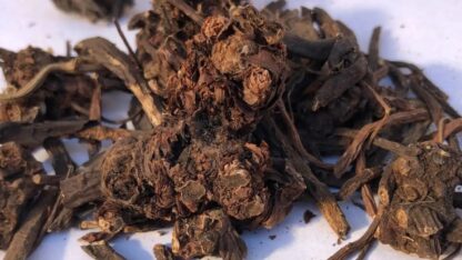 Verkauf-von-Geranien-Geraniums-in-grosen-Mengen-vom-Hersteller-zu-den-besten-Preisen