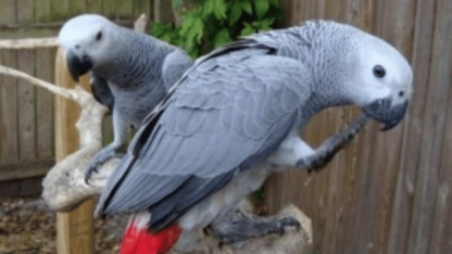 A-Pair-of-Talking-African-Grey-Parrots