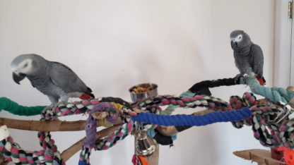AFRICAN-GREY-PARROT