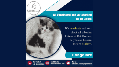 Best-Siberian-Cat-in-Bangalore