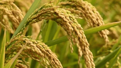 Buy-Rice-Paddy-in-Pannala-Sri-Lanka