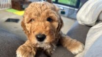 Mini Goldendoodles – Well Socialized