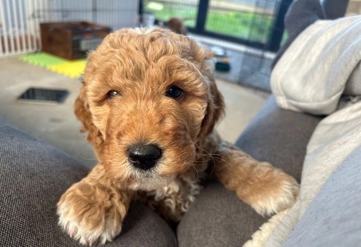 Mini Goldendoodles – Well Socialized