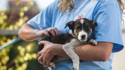 Charity-For-Pets-Guardian-Pet-Trust