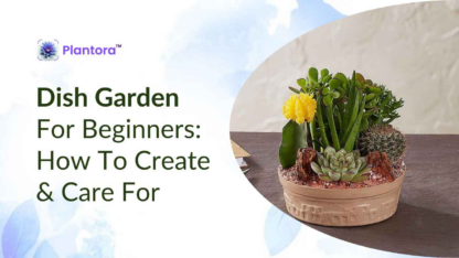 Dish-Garden-For-Beginners-How-To-Create-and-Care-For