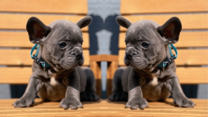 French-Bulldog-Puppies-For-Sale-in-Washington
