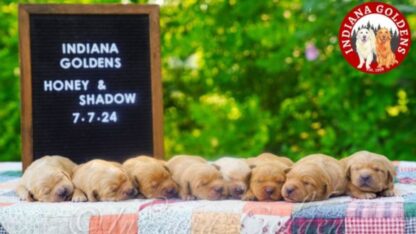 Golden-Retriever-Puppies-Indiana-1