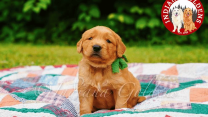 Golden-Retriever-Puppies-Indiana